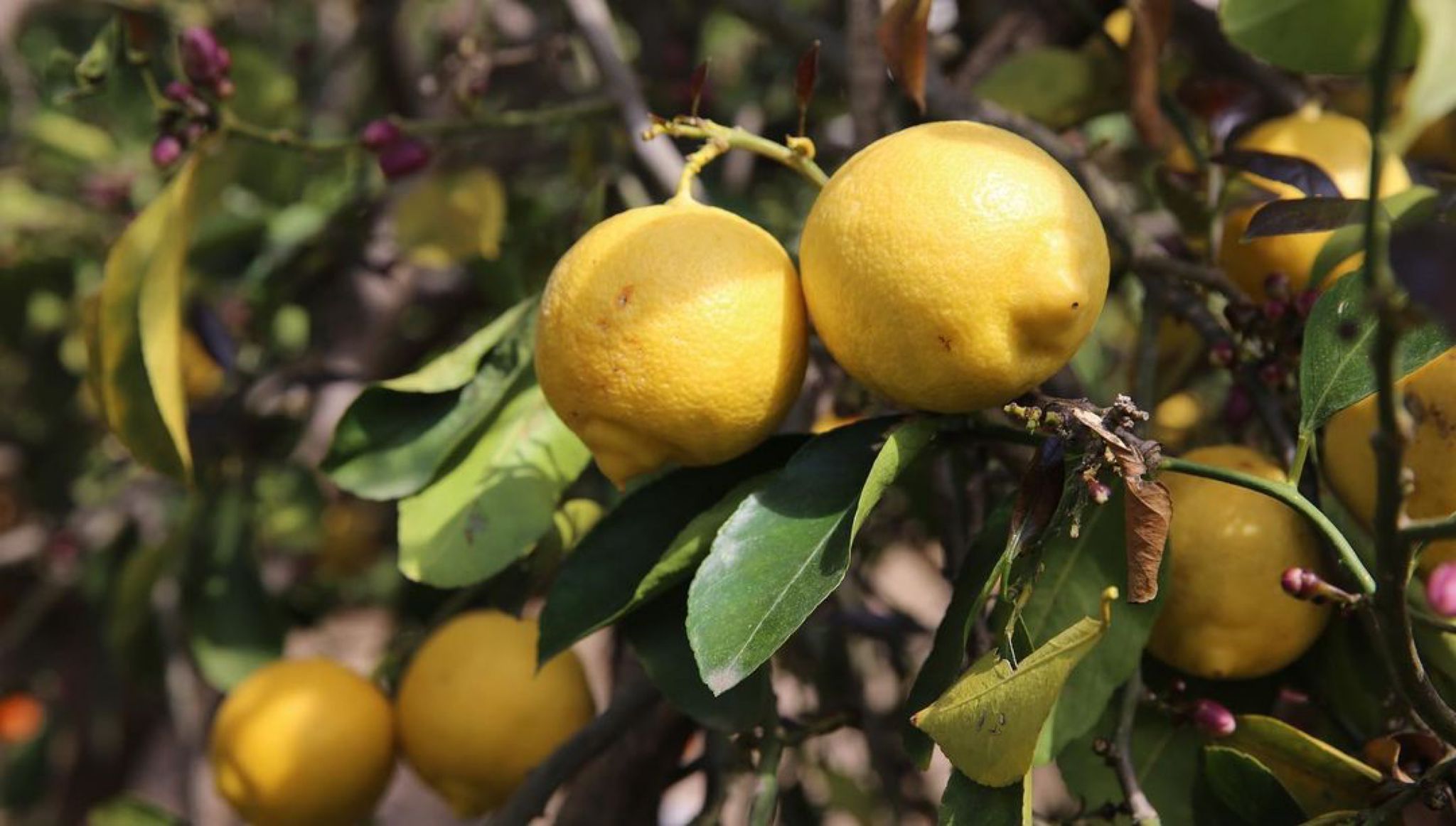 Ark of Taste listesine Antalya'dan dört yeni ürün