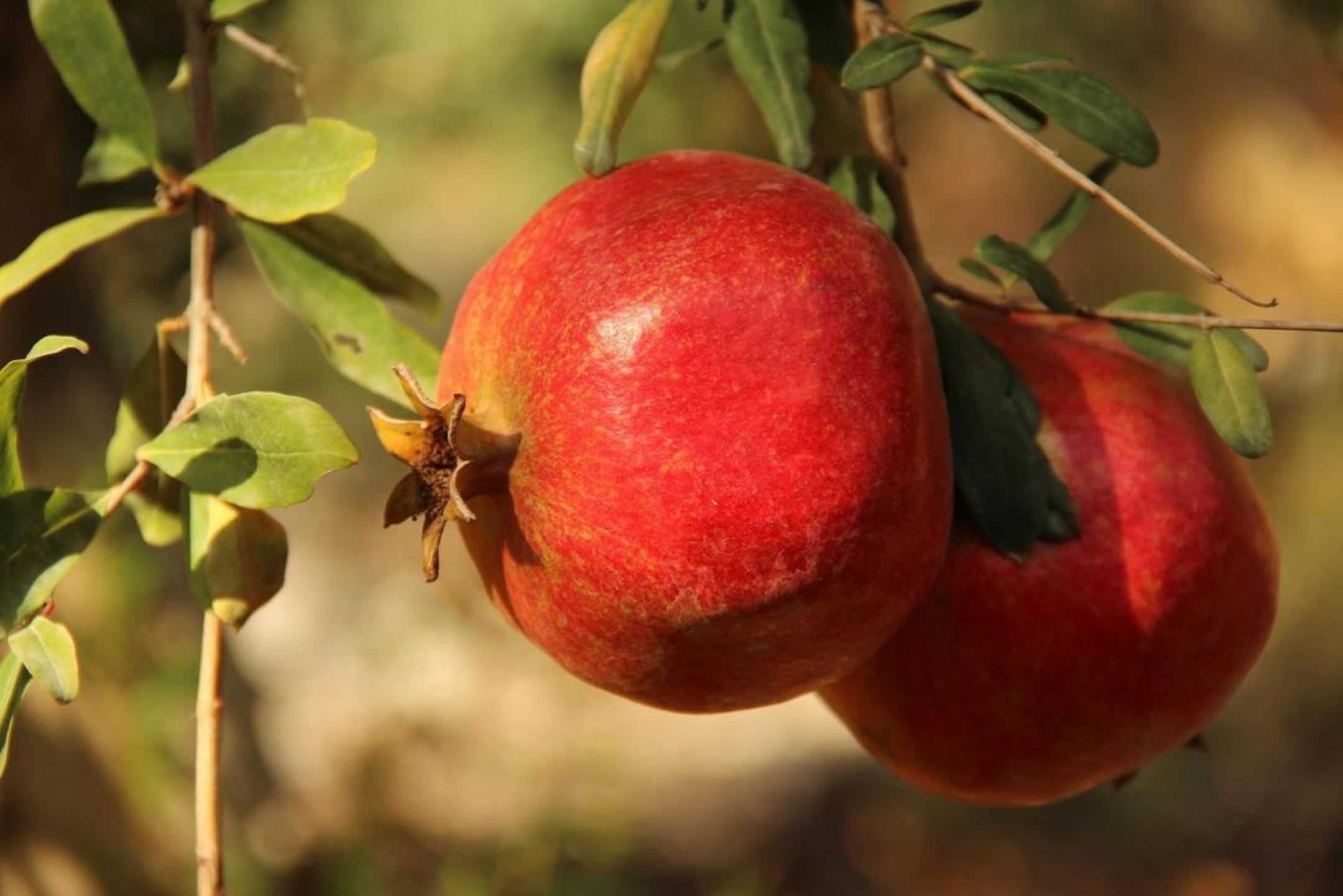 Finike Hijaz Pomegranate Ark of taste